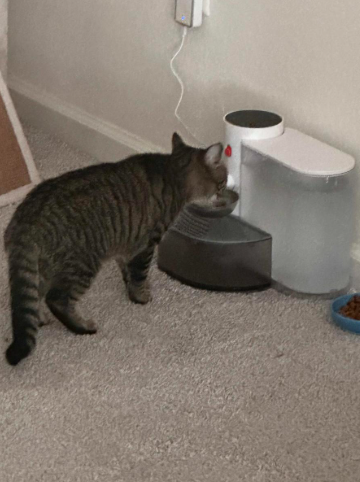 Alinea™ The Filterless Self-Refill Fountain