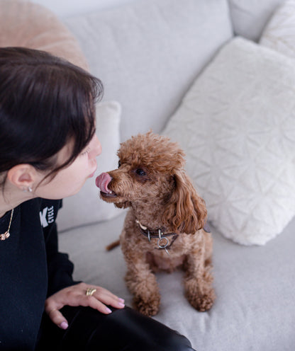 The Chase Buddy – Keep Your Dog Calm, Engaged & Satisfied (Even When You’re Busy)